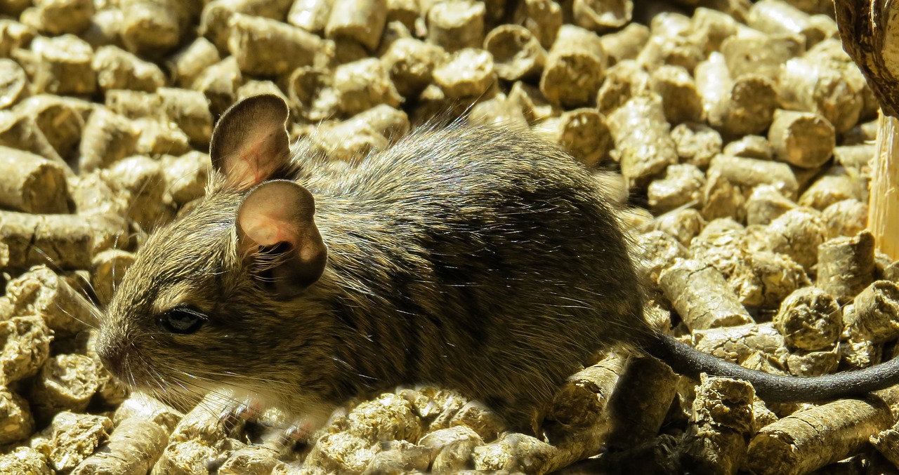 degu rodent wore rat free photo