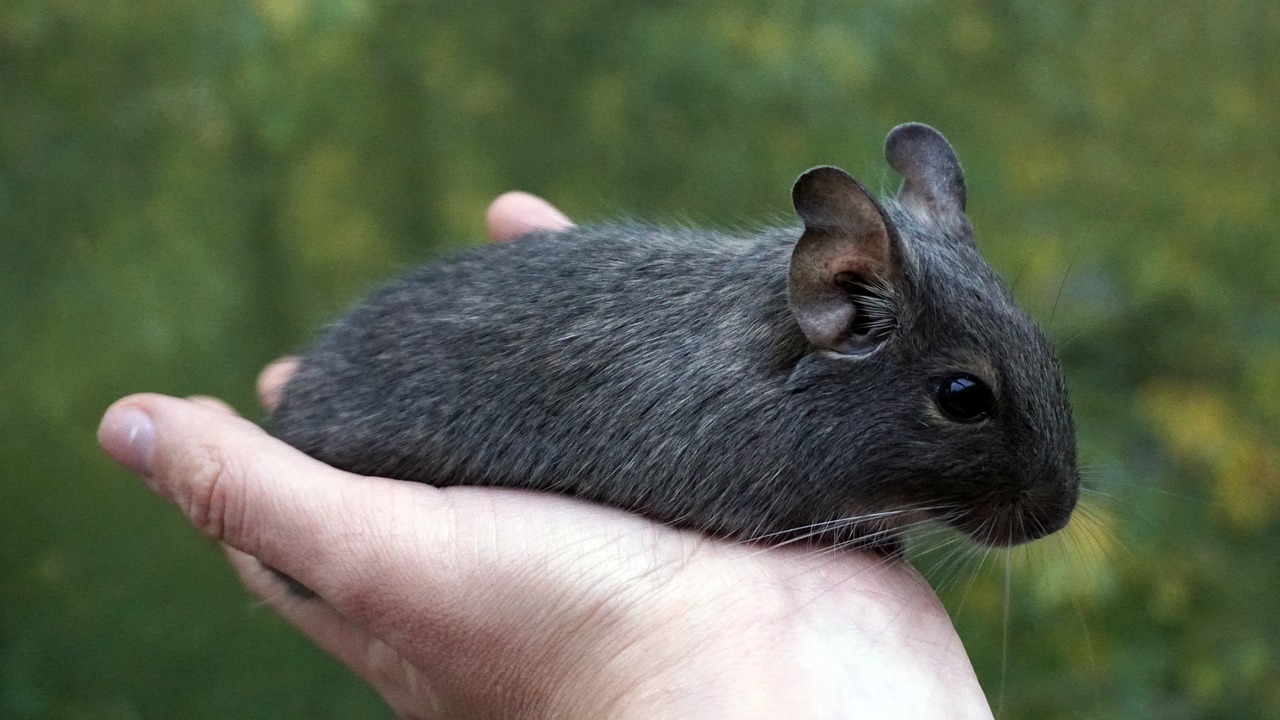 degu wore rat hand free photo