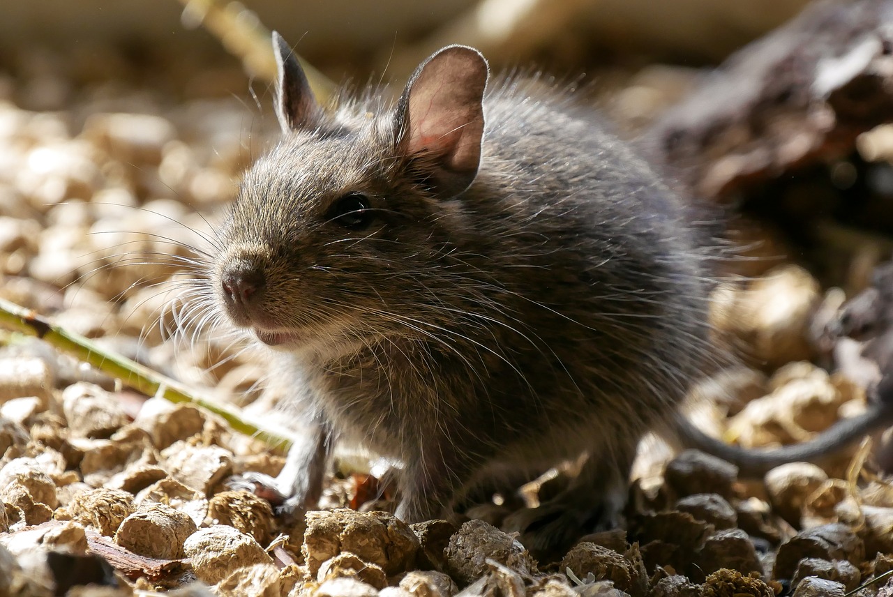 degu  rodent  wore rat free photo