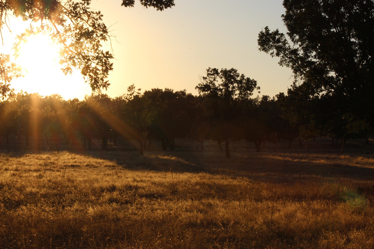 dehesa oak trees sunset free photo