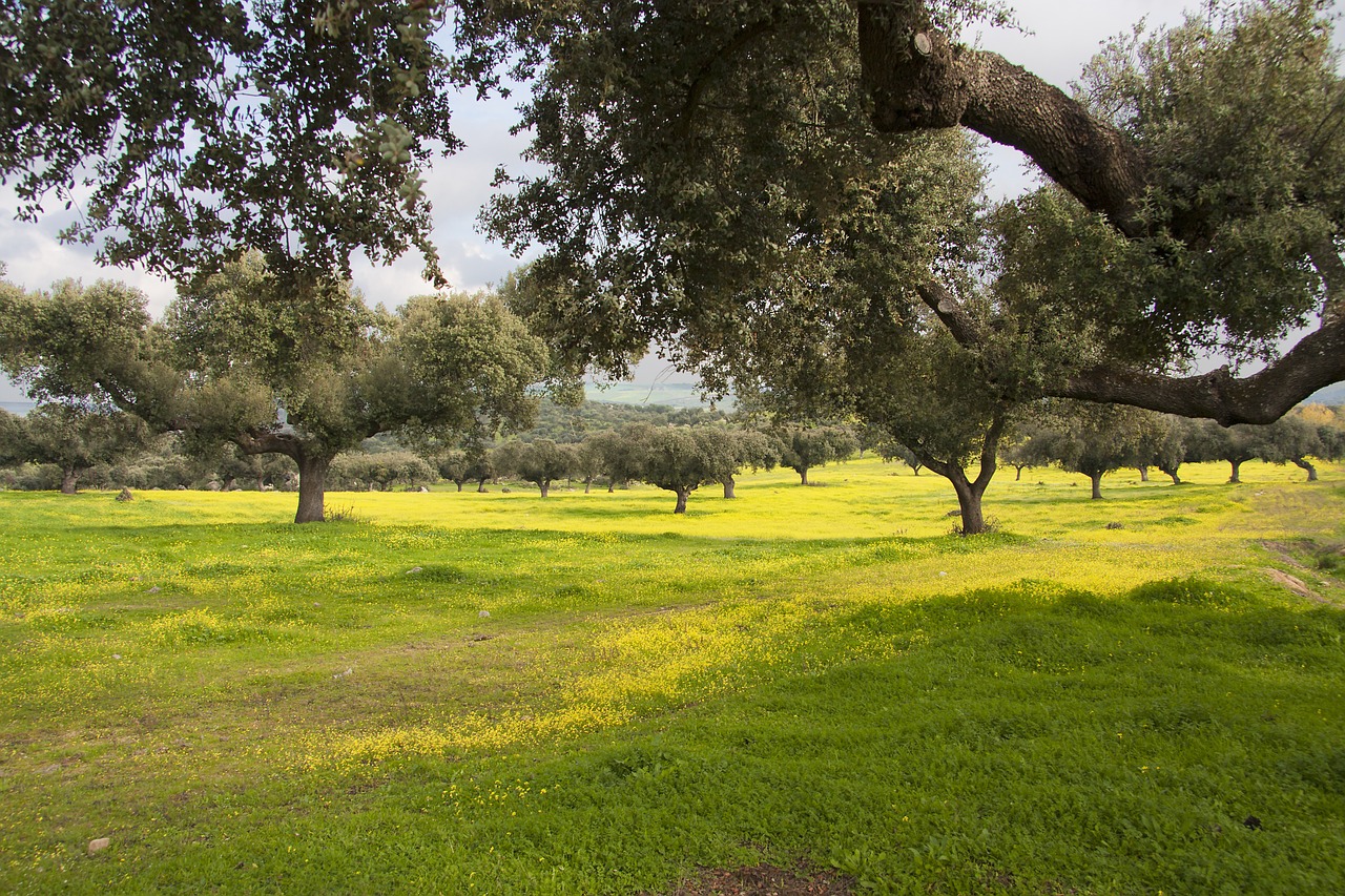 dehesa encina alentejo free photo