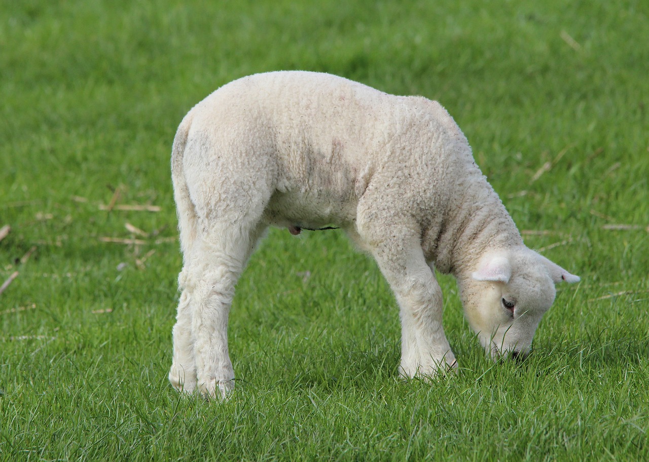 deichschaf lamb lambs free photo