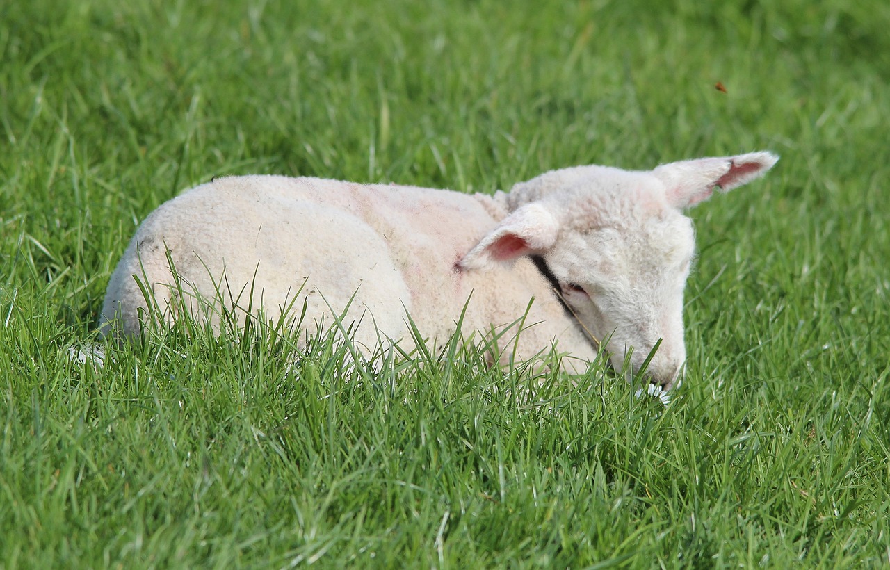 deichschaf lamb sheep free photo