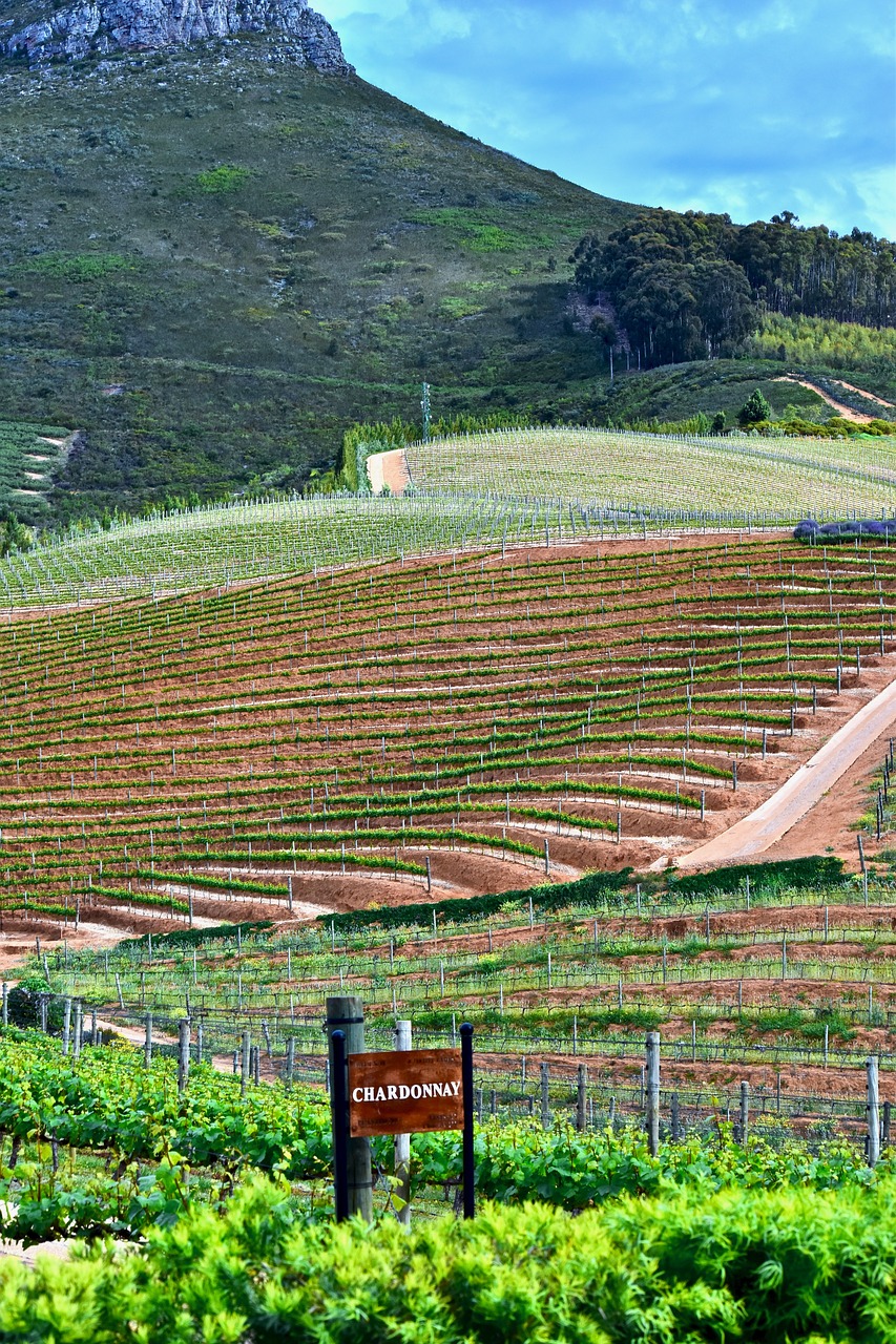delaire vineyard agriculture vine free photo