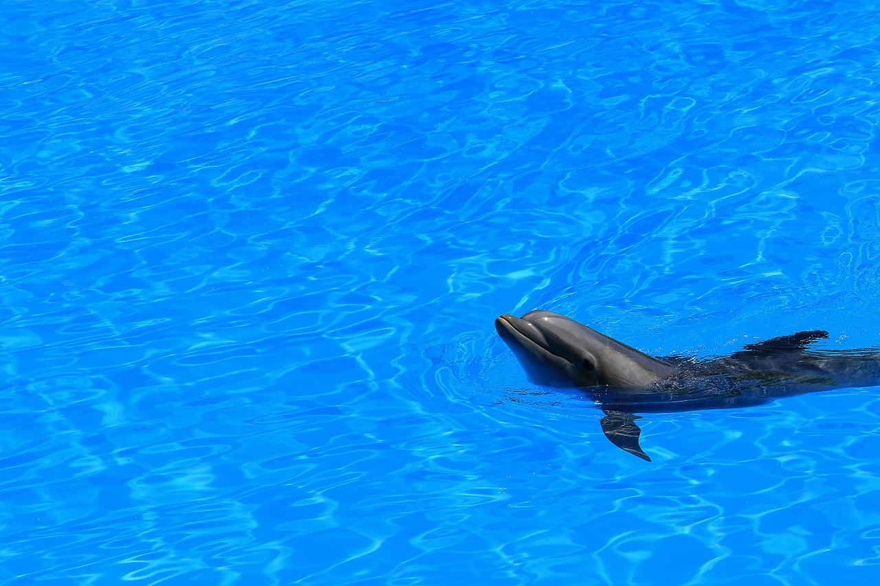 delfin water pool free photo