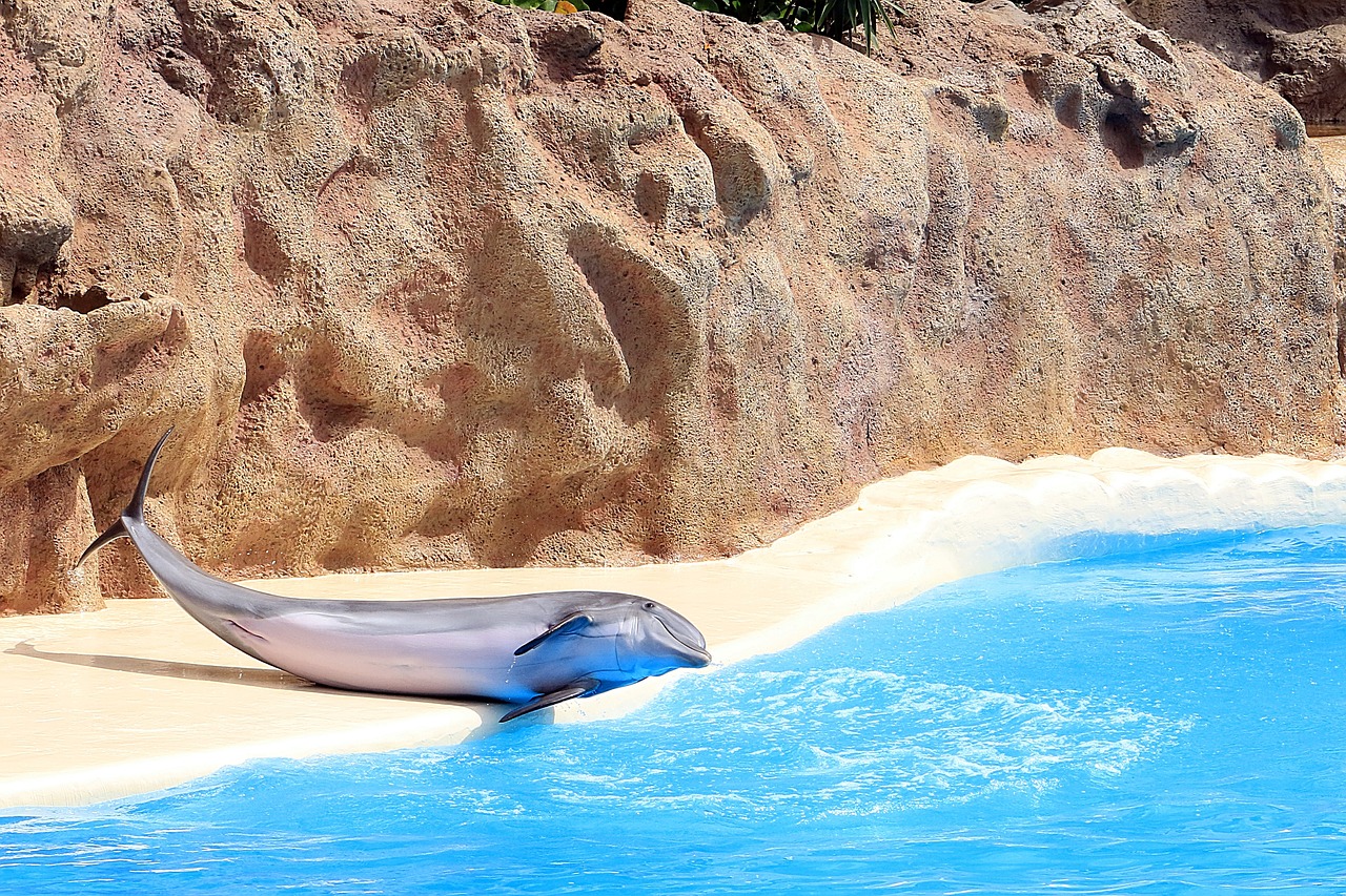 delfin dolphinarium fins free photo