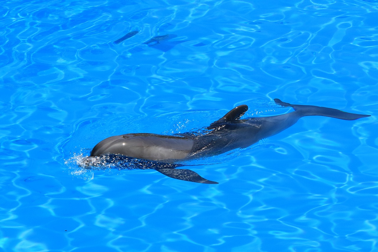 delfin aquarium dolphinarium free photo