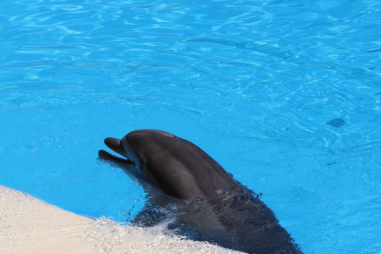 delfin dolphinarium mammal free photo