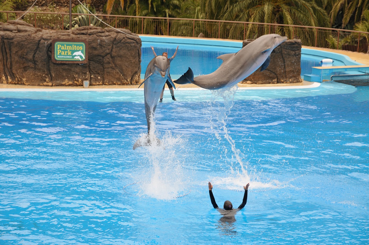 delfin preview blue free photo