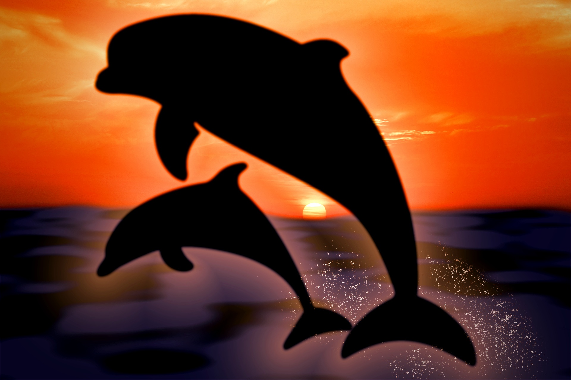 sea dolphin animals free photo