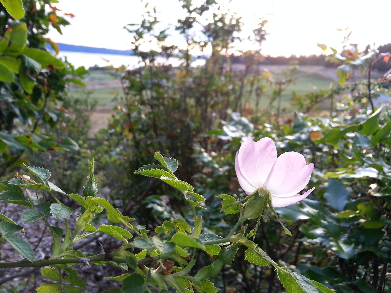 delicate tranquility wild rose free photo