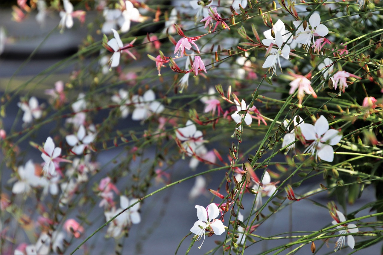 delicate  flower  decorative free photo