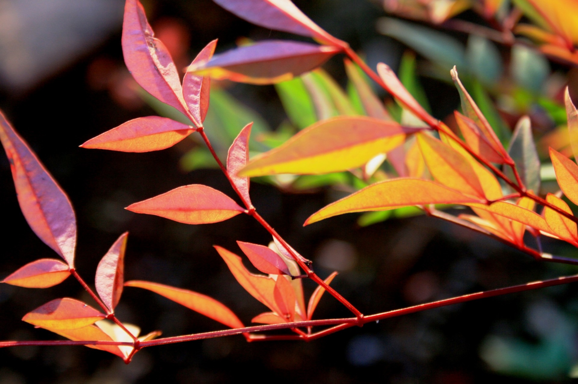 leaves slender long free photo