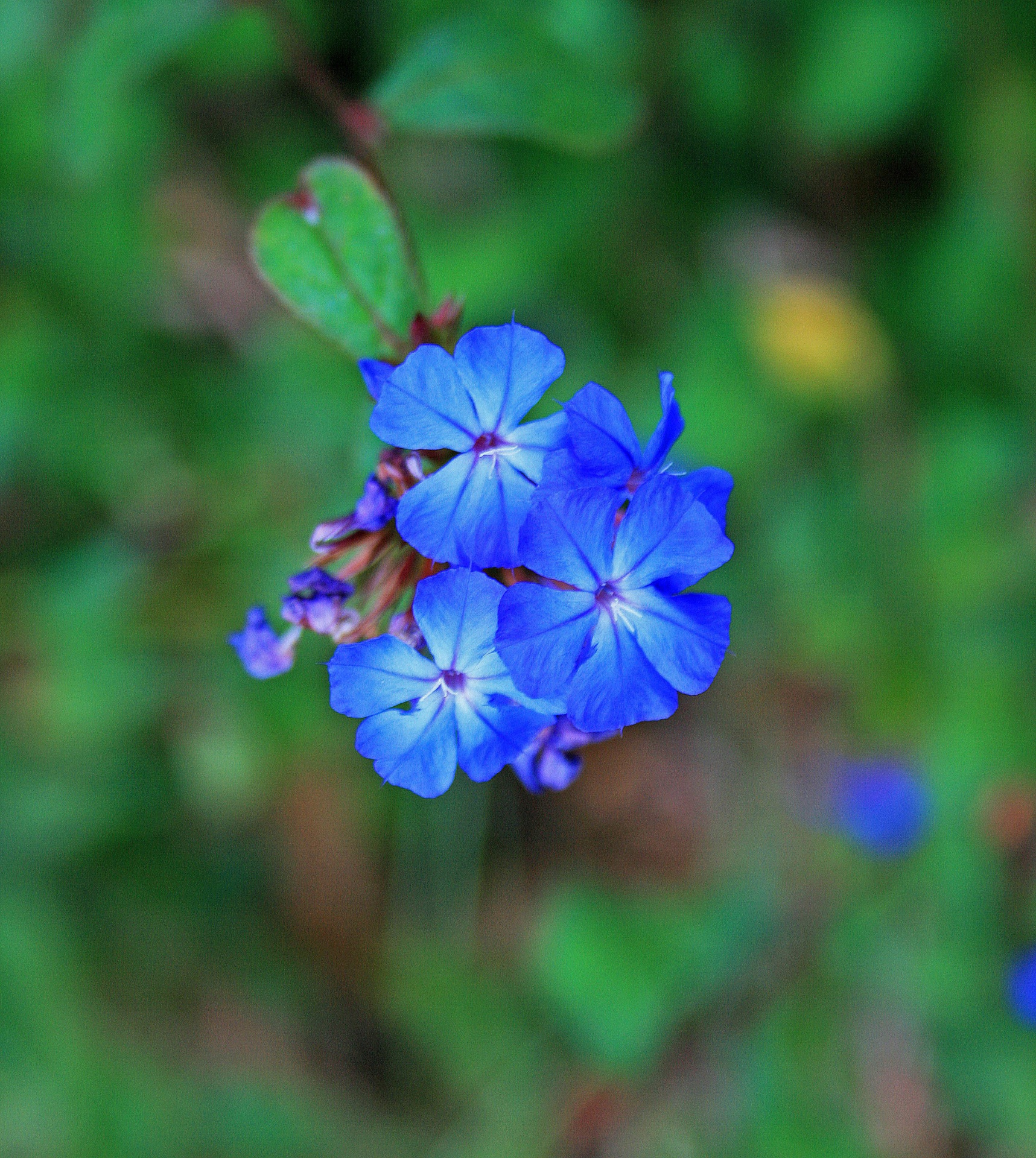 flowers blue bright free photo