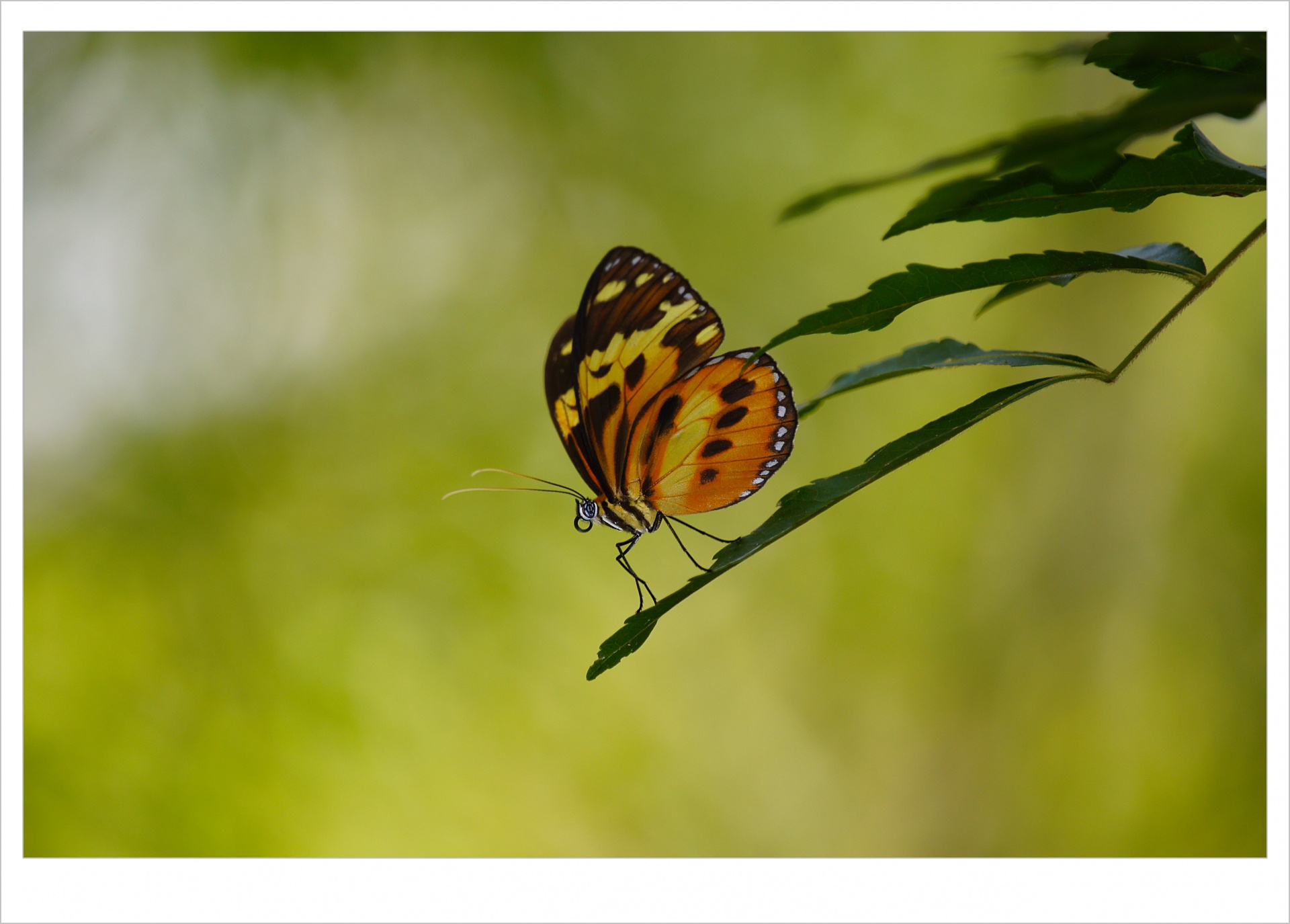 butterfly delicate delicate butterfly free photo