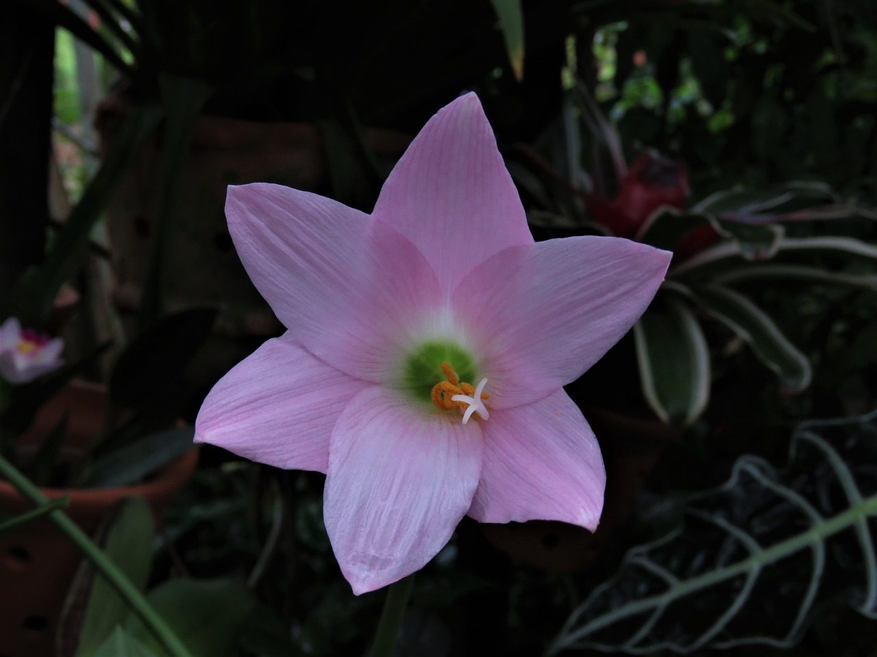 delicate flower pink flower tropical flower free photo