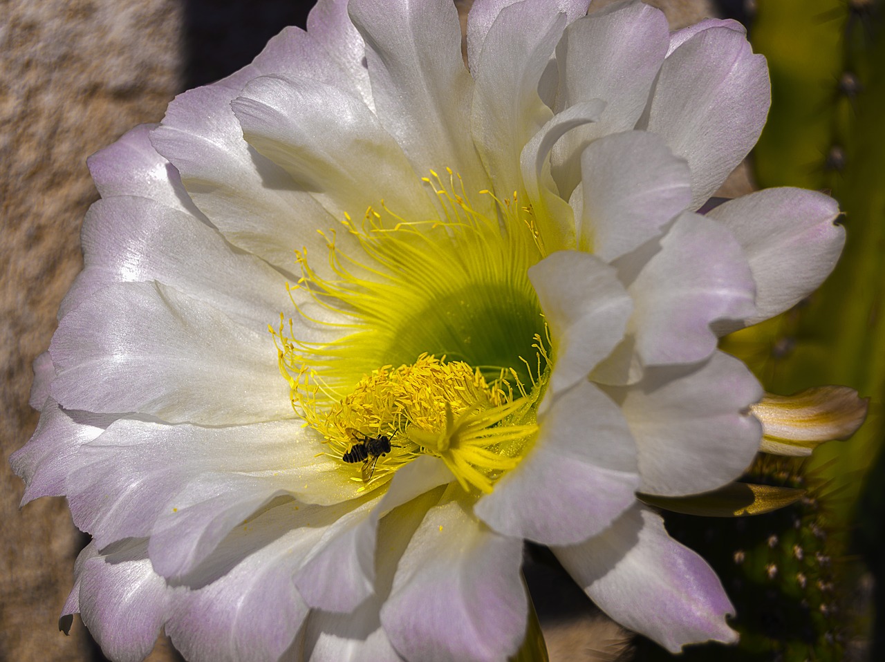 delicate flower  flower of cactus  bee free photo