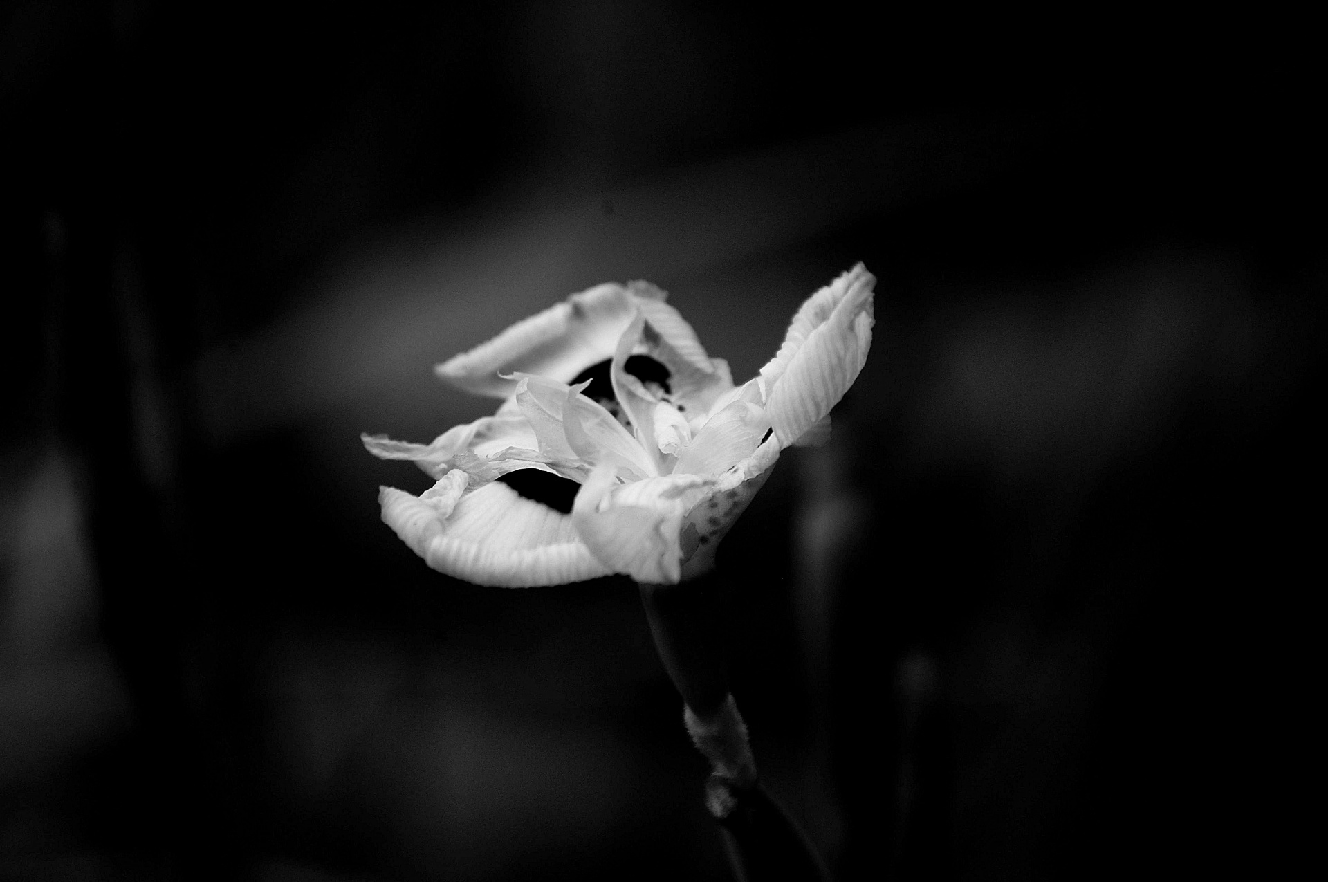 dried flower black white free photo