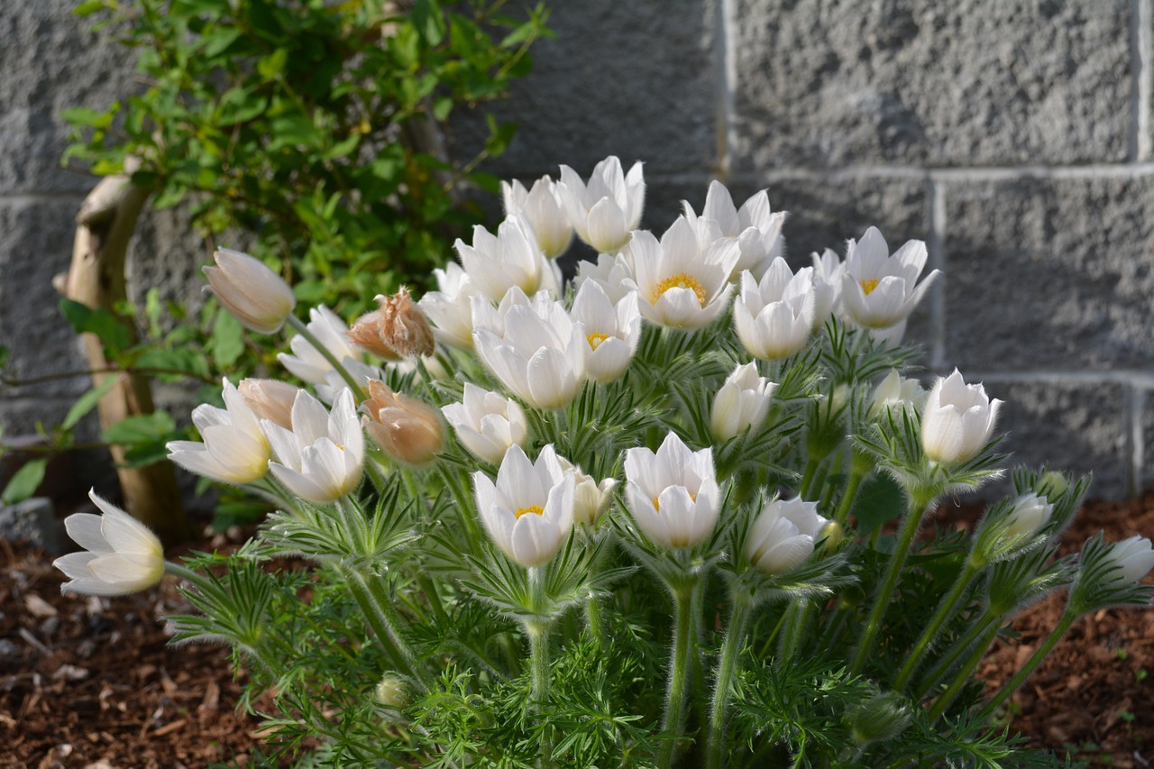 delicate flowers white flowers spring free photo