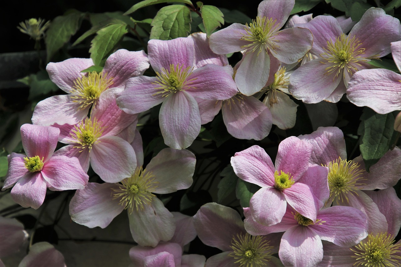 delicate flowers  romantic  pink free photo