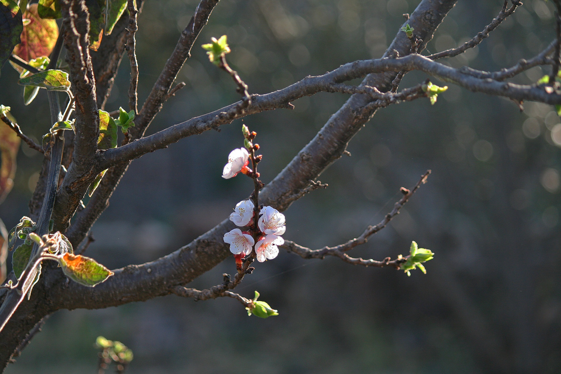 tree branches blossoms free photo