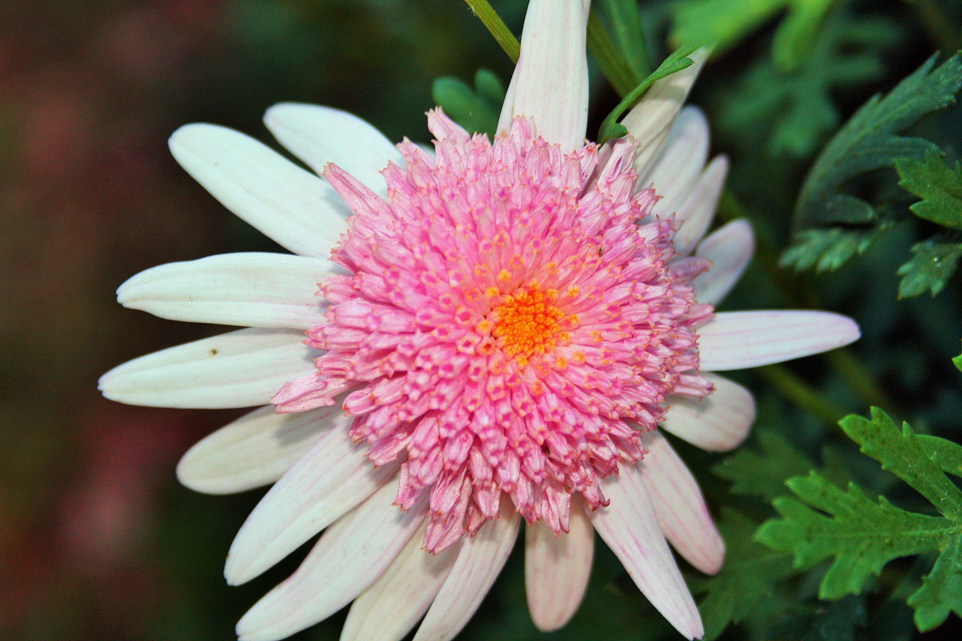 flower daisy double free photo