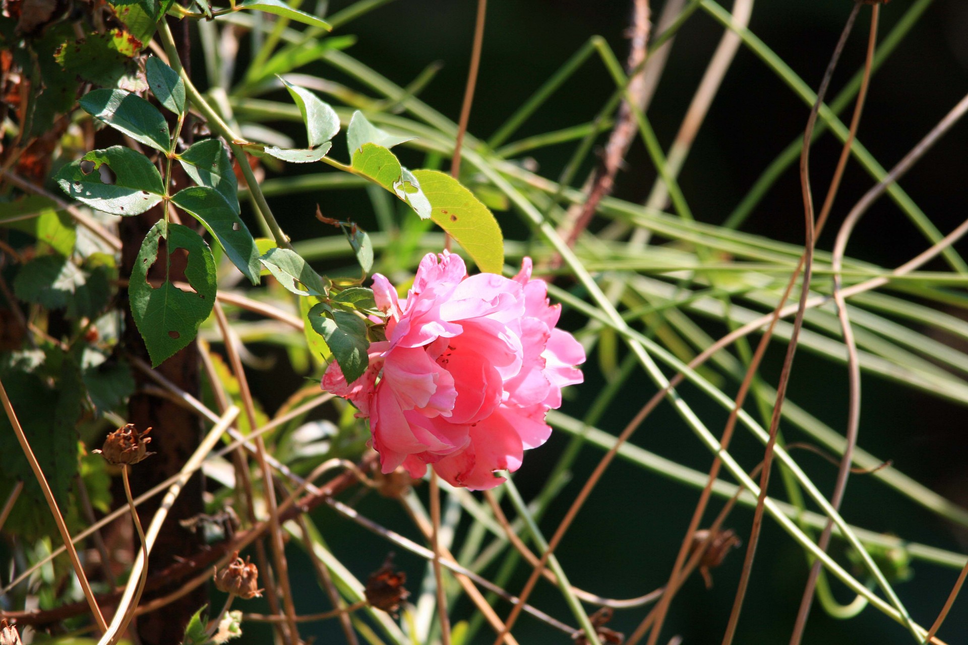 bloom rose pink free photo