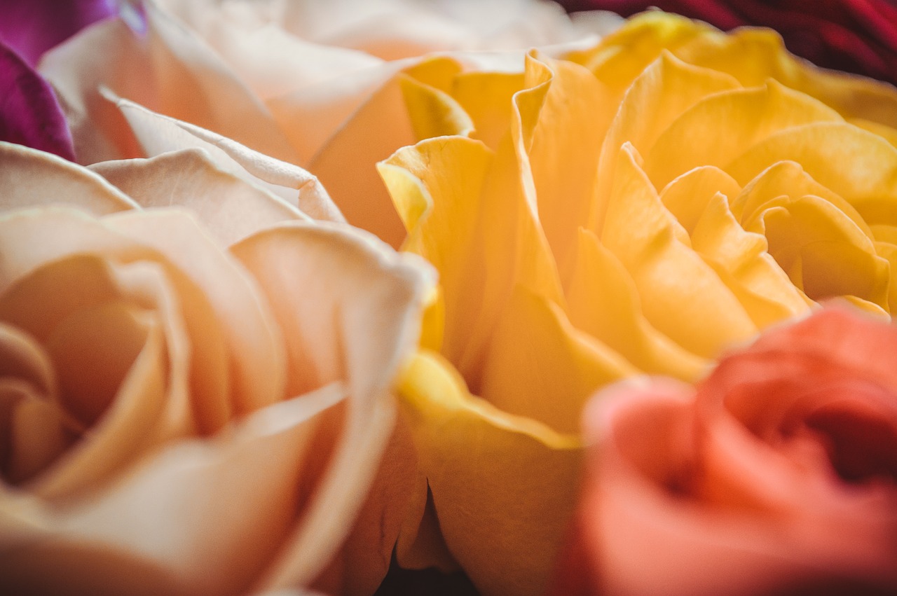 delicate roses  petals close-up  the buds free photo