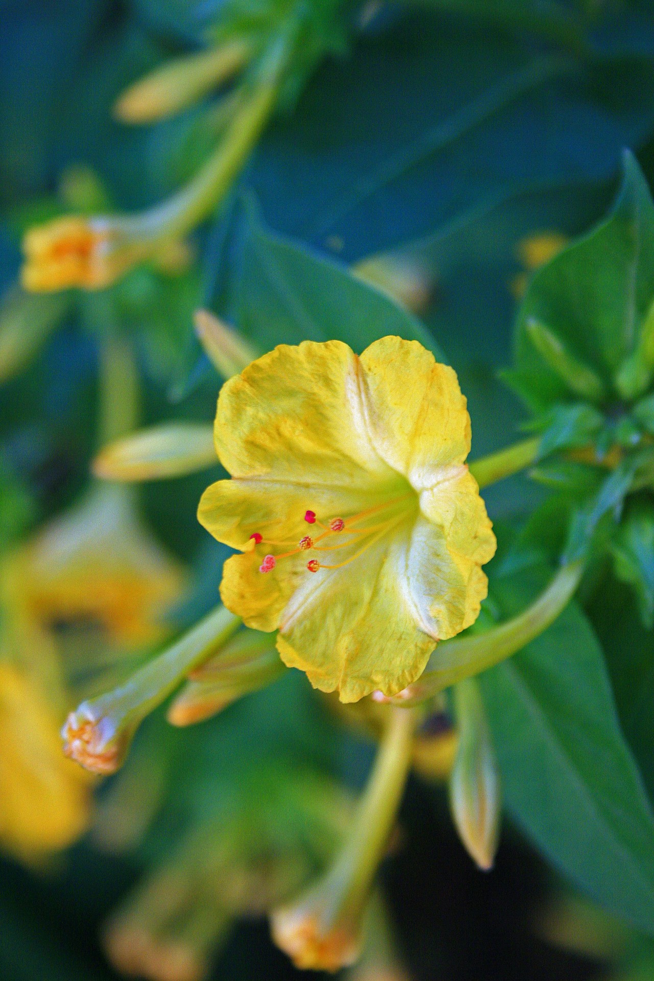 flower yellow soft free photo