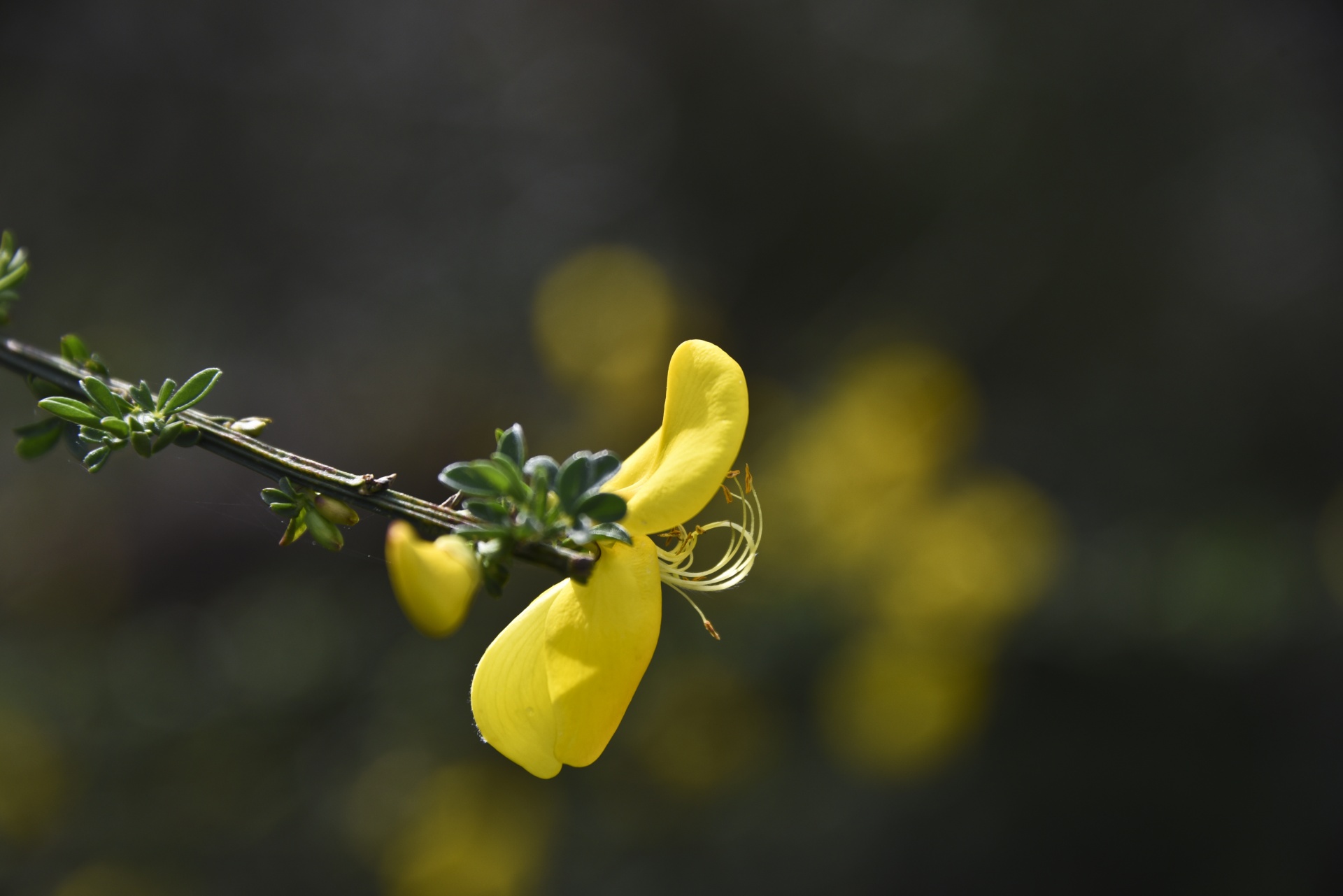 yellow flower close free photo