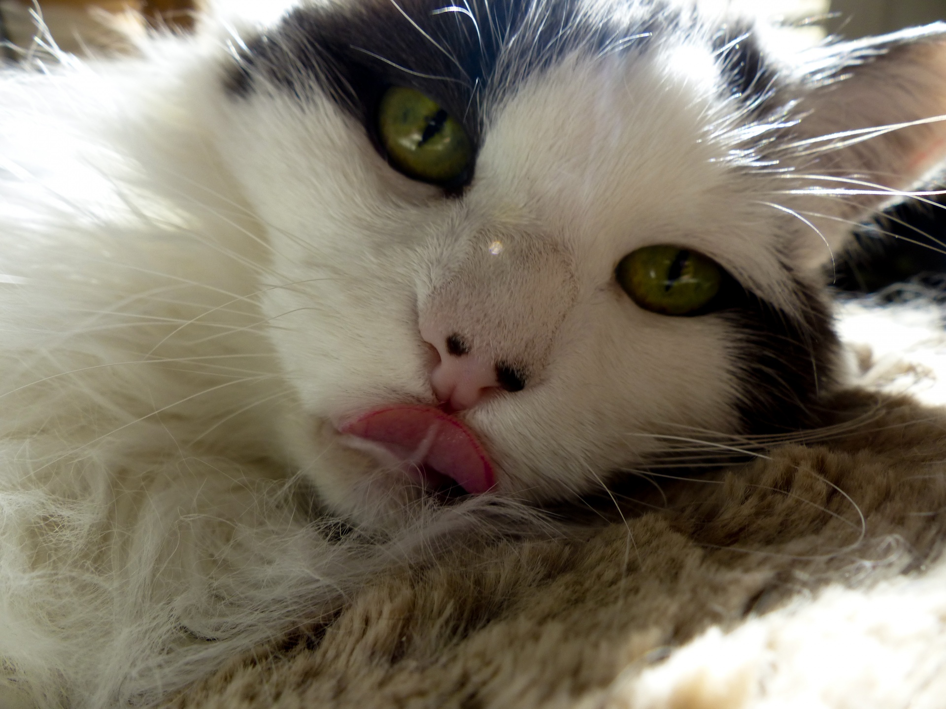cat lick tongue free photo