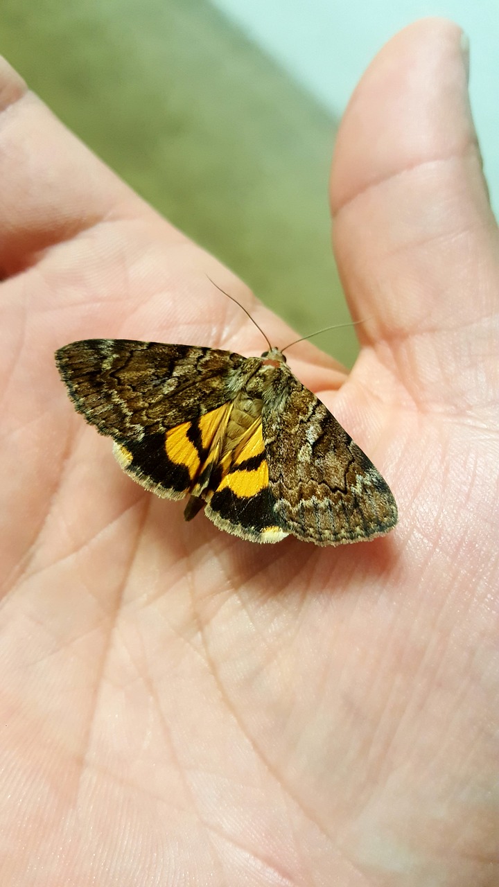 delilah underwing moth free photo