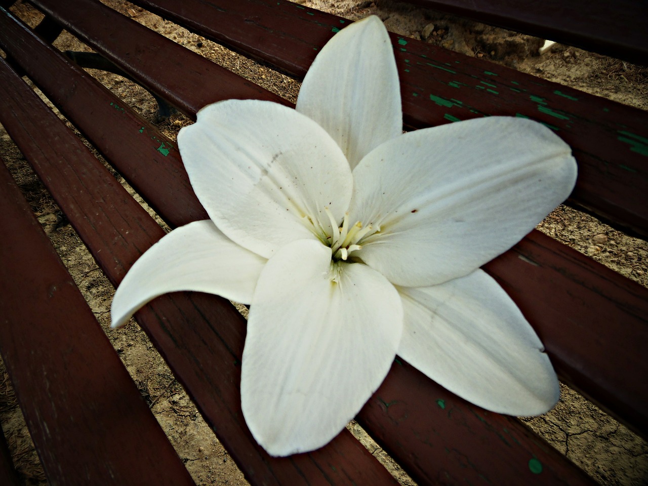 delirium white flower free photo