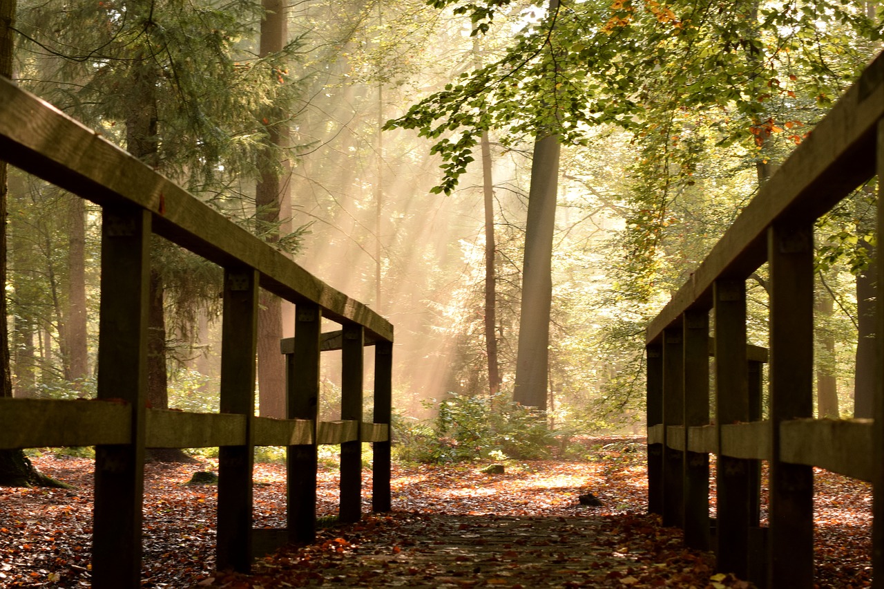 delmenhorst tiergarten bridge free photo