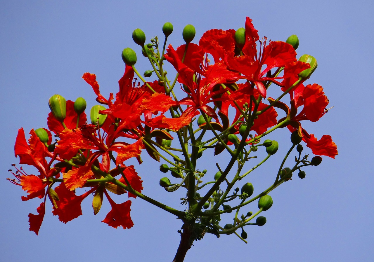 delonix regia fabaceae royal poinciana free photo