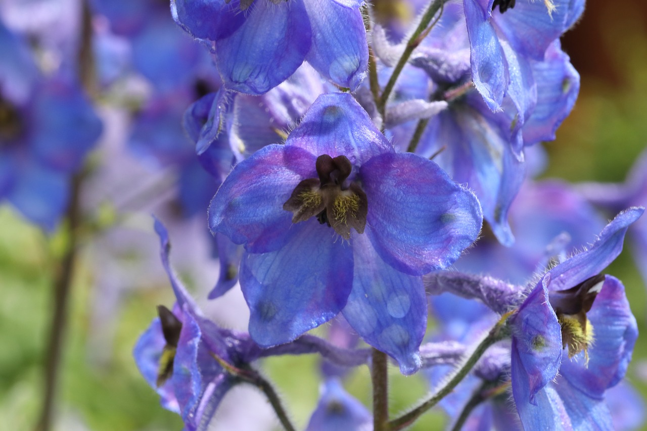 delphinium  flower  blue free photo