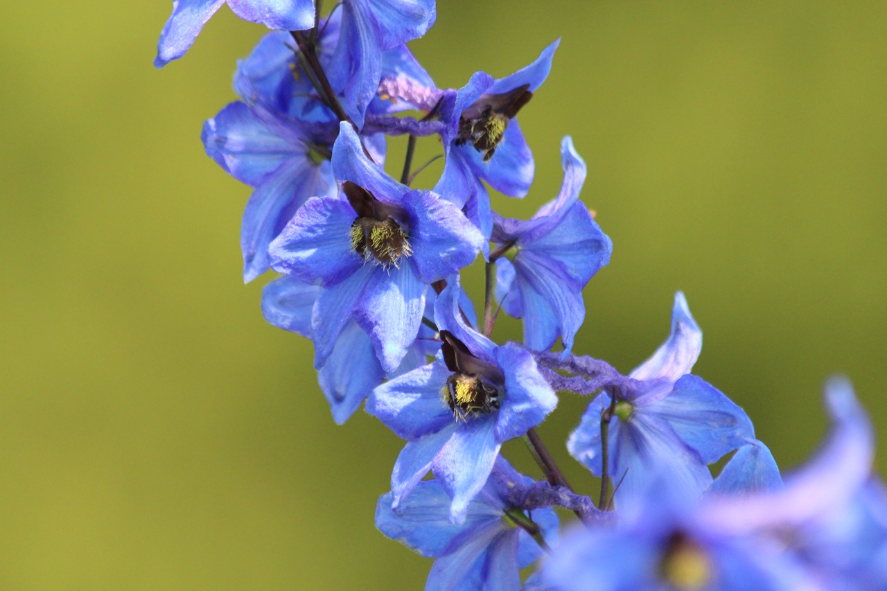 delphinium  blue flower  flower free photo