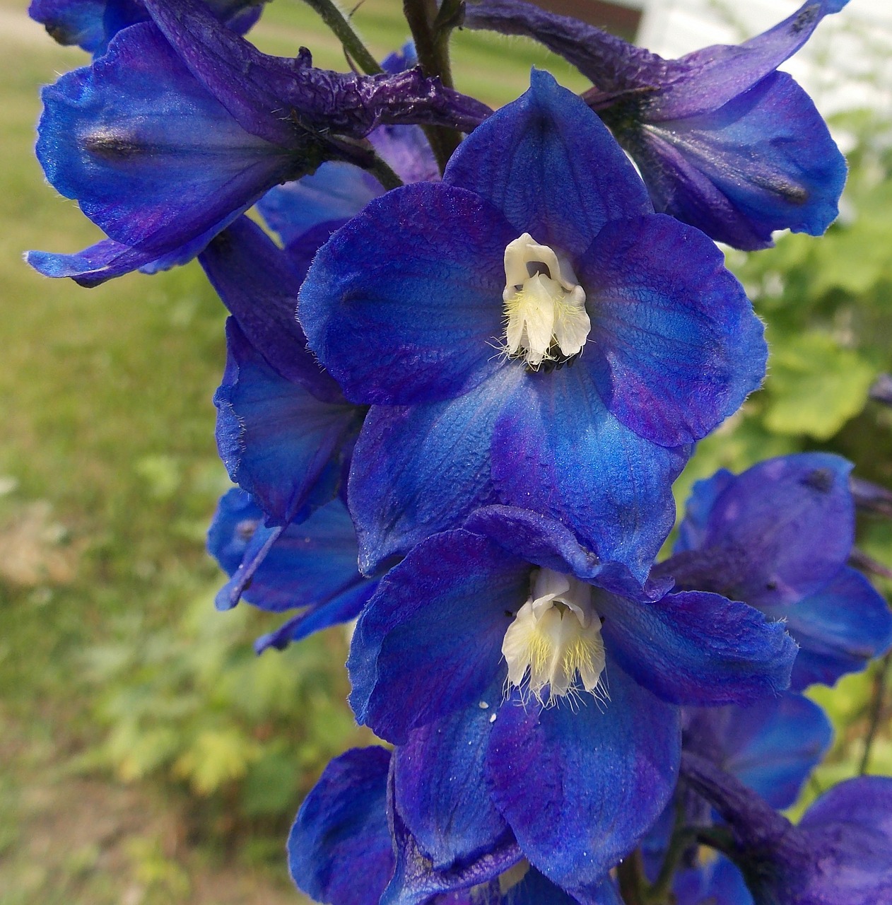 delphinium flowers blue free photo