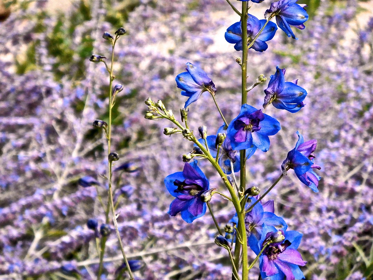 delphinium flower blue free photo