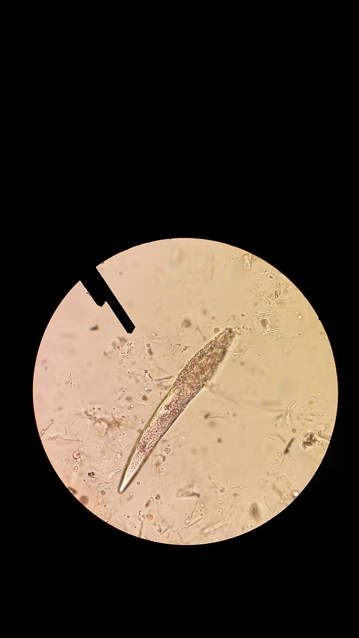 demodex microscope skin mite free photo