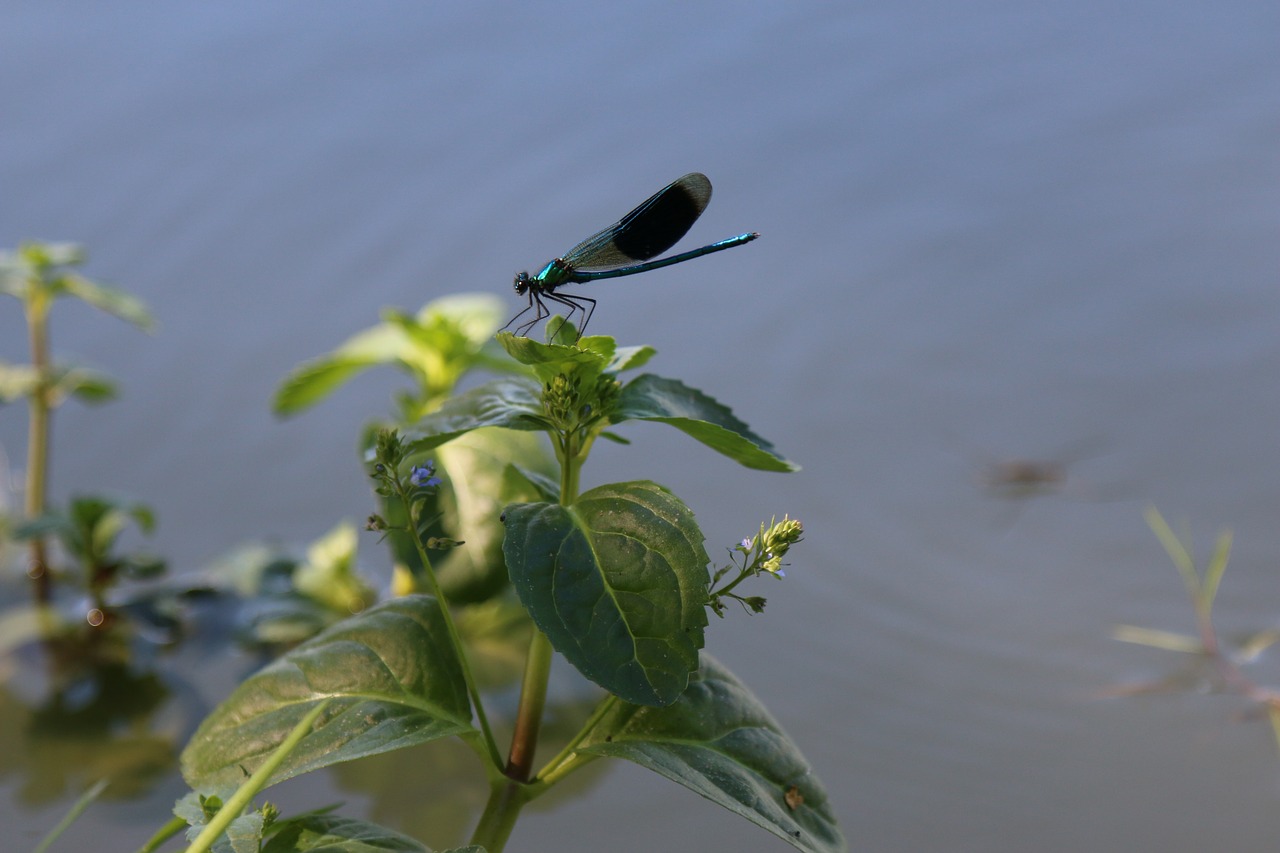 demoiselle dragonfly pond free photo