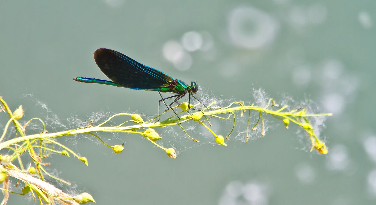 dragonfly insect demoiselle free photo