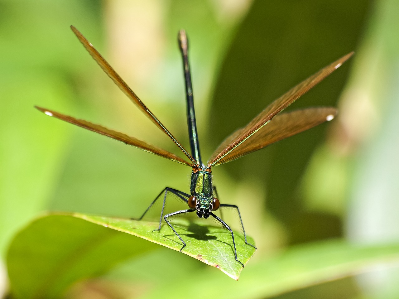 demoiselle dragonfly insect free photo