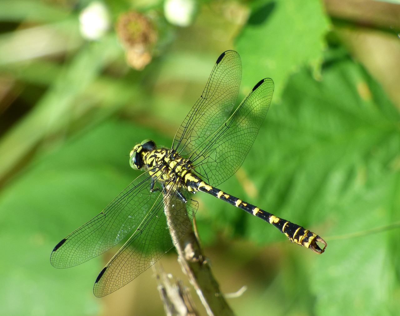 demoiselle dragonfly insect free photo