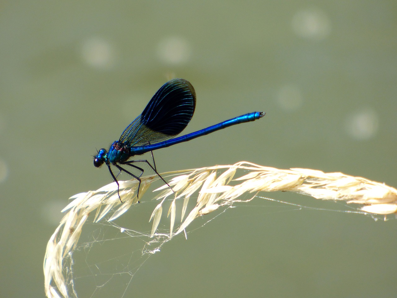 demoiselle dragonfly blue free photo