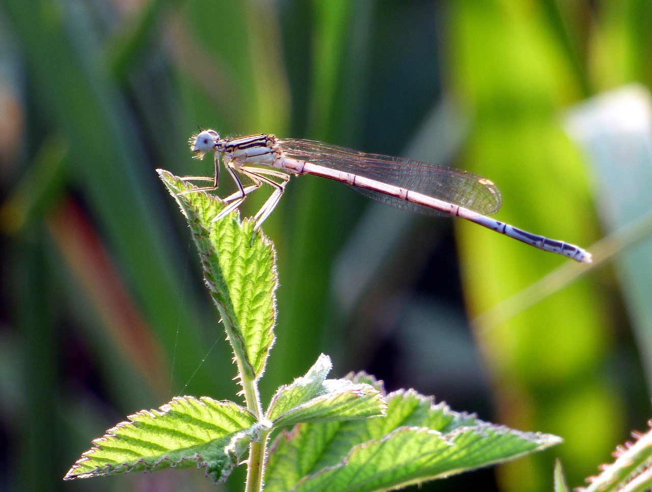 demoiselle dragonfly nature free photo