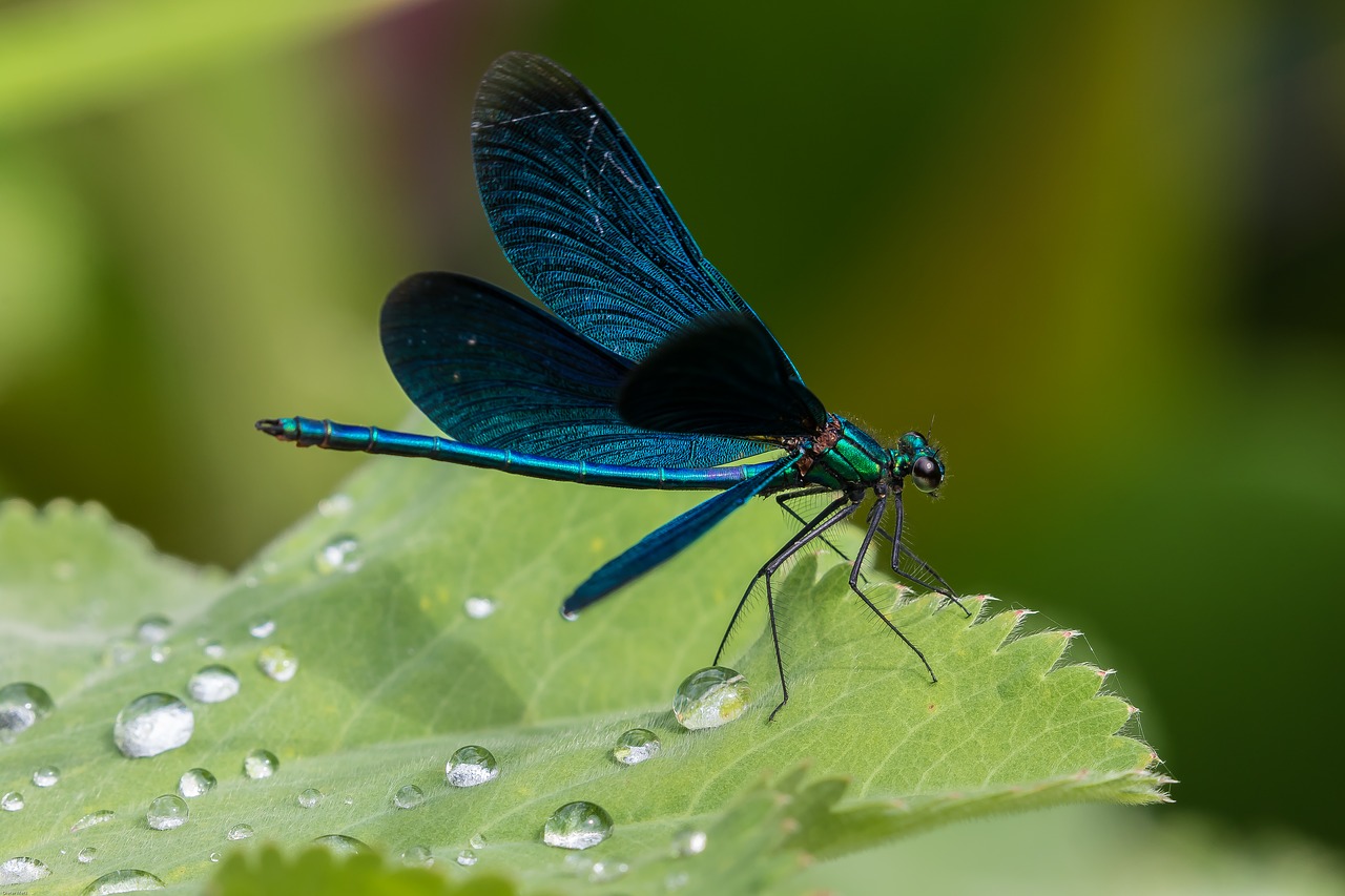 demoiselle blue dragonfly dragonfly free photo