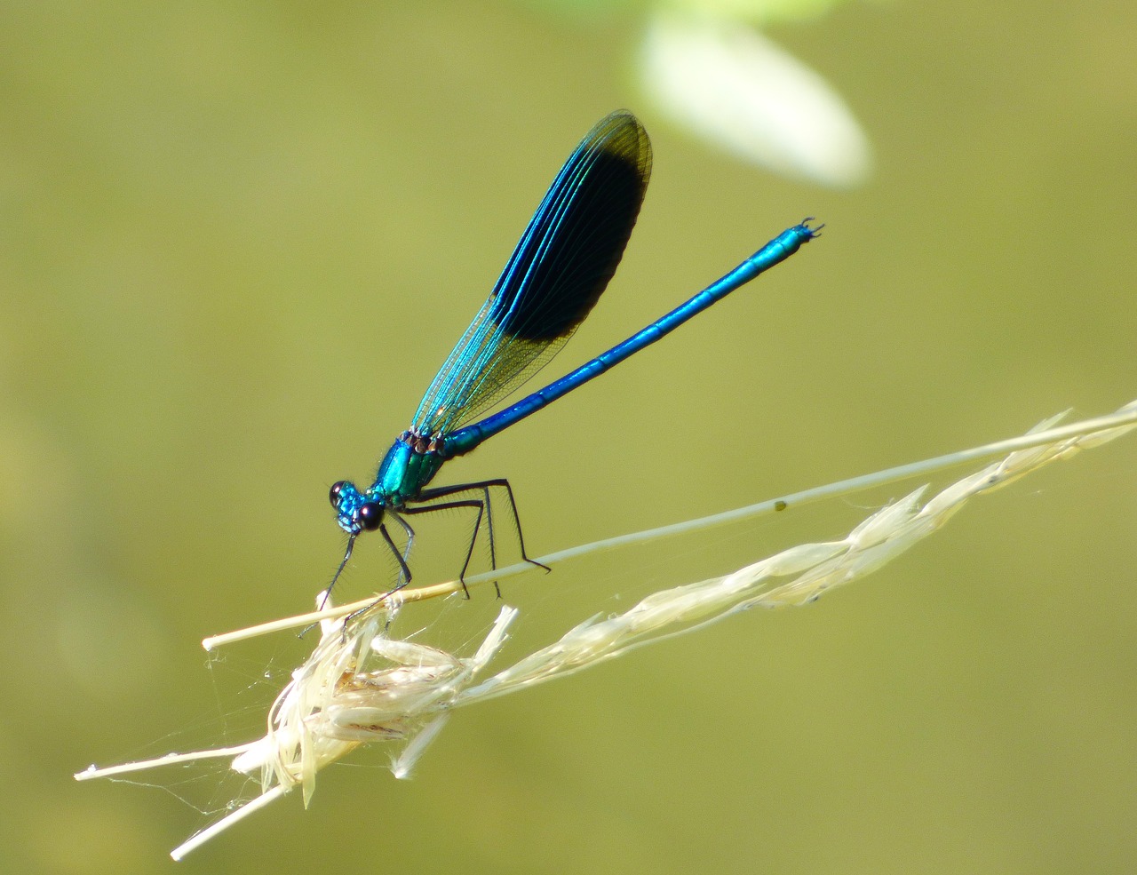 demoiselle dragonfly blue free photo