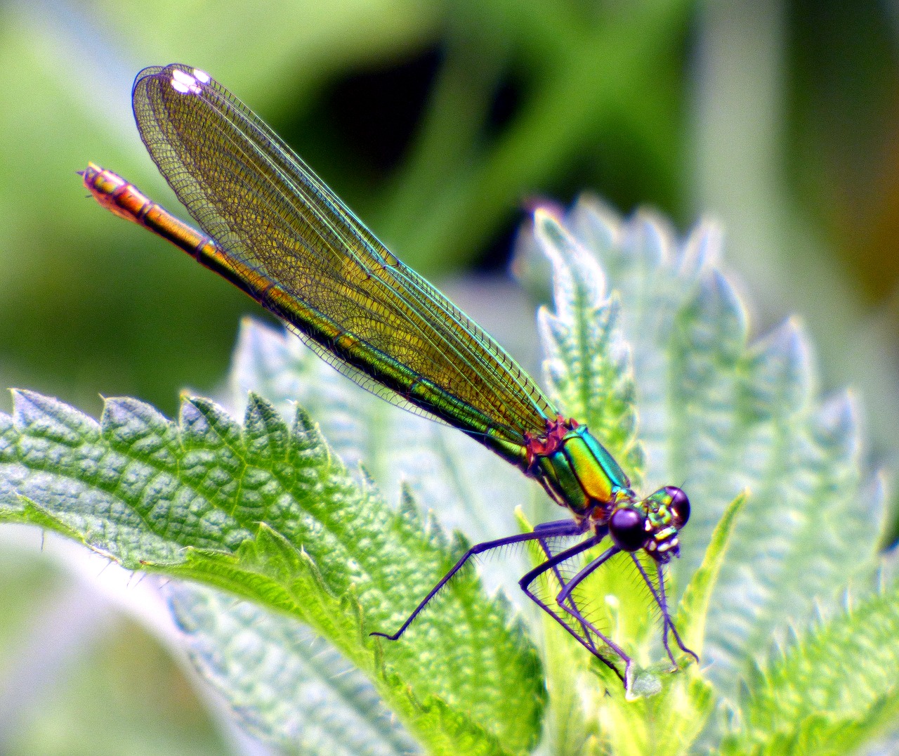 demoiselle dragonfly dragonfly water free photo