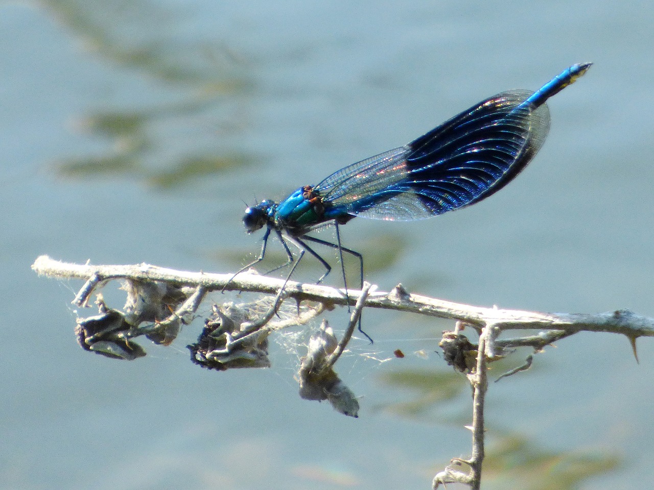 demoiselle dragonfly summer free photo